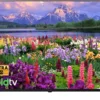 Android Tivi Panasonic 4K 65 Inch TH-65JX700V